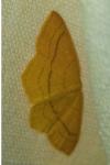 Cyclophora linearia