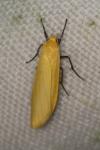 Wittia sororcula