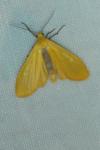 Wittia sororcula