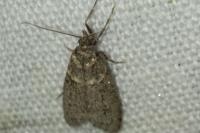 Diurnea fagella