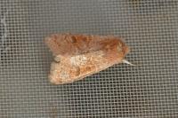 Orthosia miniosa