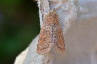 Orthosia miniosa