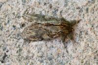 Peridea anceps