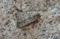 Caradrina clavipalpis