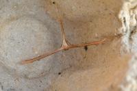 Emmelina monodactyla
