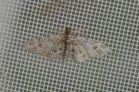 Gymnoscelis rufifasciata