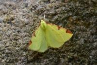 Opisthograptis luteolata