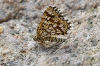 Chiasmia clathrata