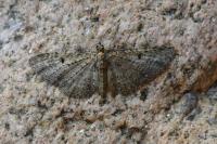 Eupithecia virgaureata