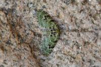 Chloroclystis v-ata
