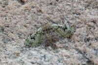 Chloroclystis v-ata