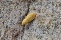 Wittia sororcula
