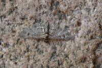 Gymnoscelis rufifasciata