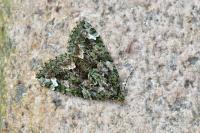 Chloroclysta siterata