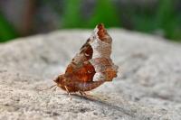 Selenia tetralunaria