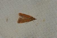 Synaphe punctalis