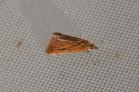 Synaphe punctalis