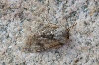 Orthosia incerta