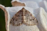 Triphosa dubitata