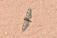 Eupithecia insigniata