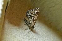 Chiasmia clathrata