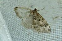 Triphosa dubitata