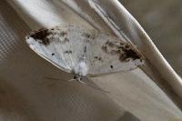 Lomographa temerata
