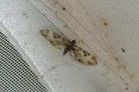 Eupithecia irriguata