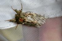 Peridea anceps