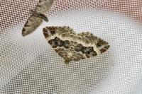 Epirrhoe alternata