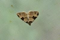 Xanthorhoe fluctuata