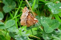 Selenia lunularia