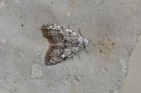 Nola confusalis