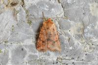 Conistra rubiginea