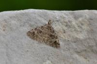 Alucita hexadactyla