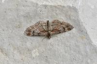 Gymnoscelis rufifasciata