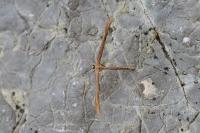 Emmelina monodactyla