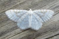 Asthena albulata