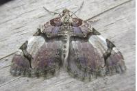 Anticlea derivata