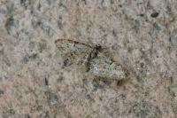 Eupithecia dodoneata