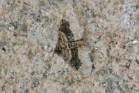 Xanthorhoe ferrugata