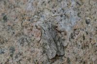 Lithophane ornitopus