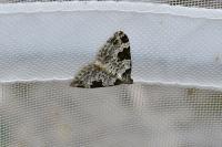 Xanthorhoe fluctuata