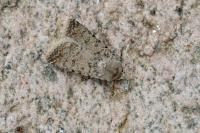 Caradrina clavipalpis