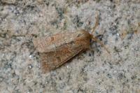 Orthosia miniosa