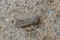 Orthosia gracilis