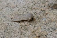 Orthosia gracilis
