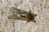Peridea anceps