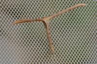 Emmelina monodactyla