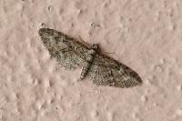 Eupithecia abbreviata